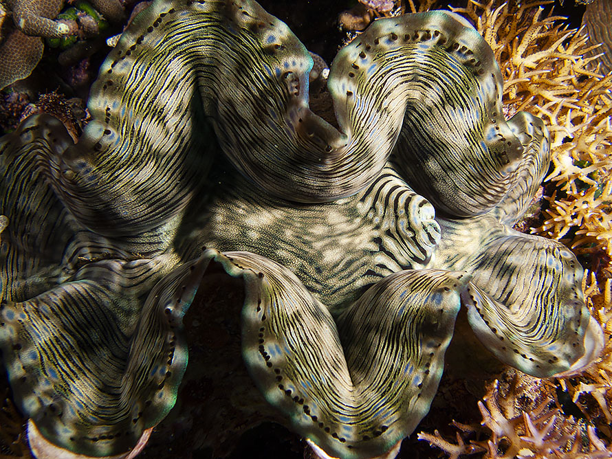 Tridacna squamosa